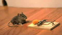 Ratten en muizen in huis? Een eenvoudige methode om ze snel te verjagen.
