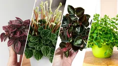 De meest interessante en populaire soorten peperbomen