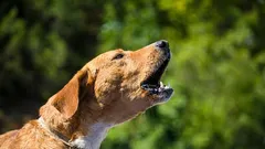 Hoe u uw hond kunt afleren onnodig te blaffen in huis zonder te schreeuwen of te straffen